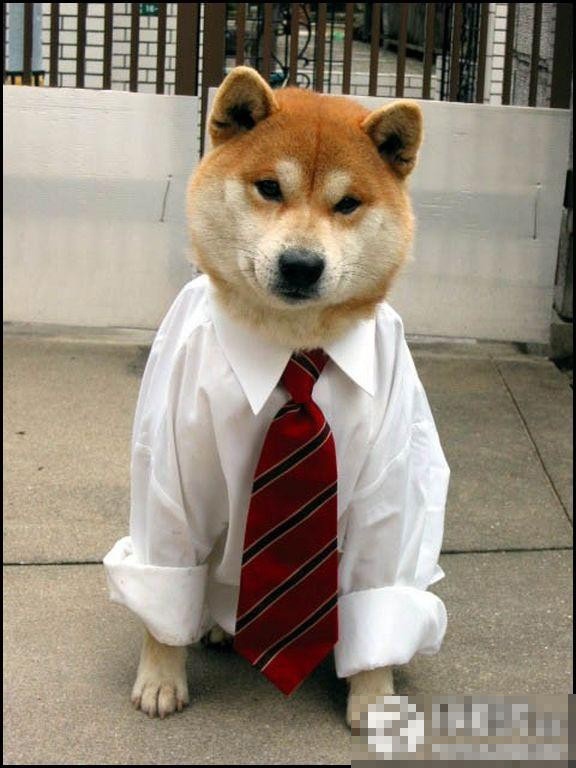 ������Լ�е�ţ��ţͼ